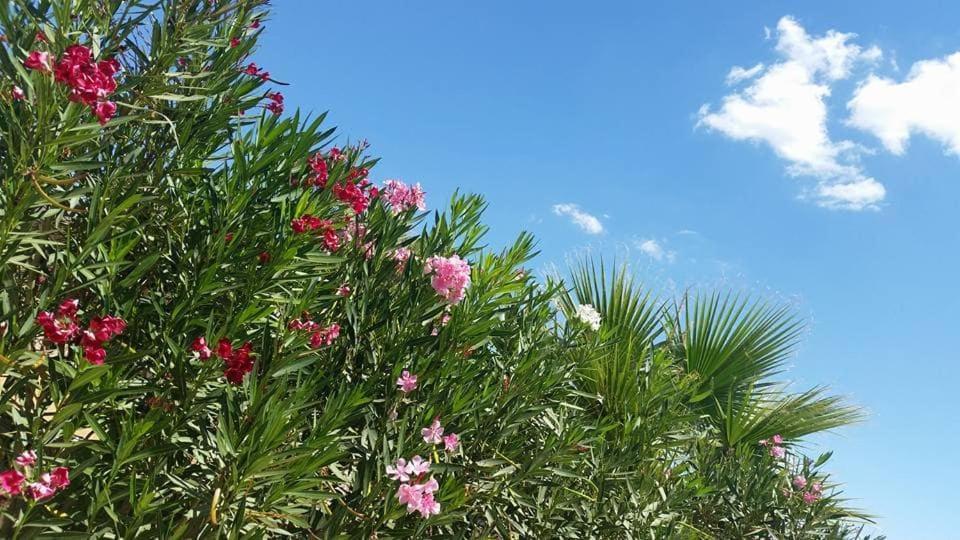 Il Canneto Di Selinunte Marinella di Selinunte Extérieur photo